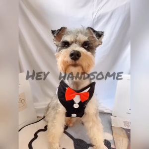 Bộ dây dắt cho Chó Mèo kèm yếm có nơ dễ thương (mẫu mới) - Love Pets Shop