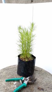 ผักชีช้าง ต้นผักชีช้าง ในถุงเพาะ 5.5นิ้ว.