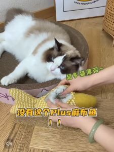 Cat Toy Fish Catnip fish pillow Catnip Doll Cat Grinding Teeth Toys Catnip Toys Plush Pillow Catnip Bantal Ikan 猫玩具 猫枕头 磨牙宠物玩具
