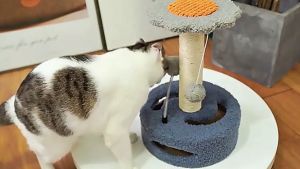 [24HR SHIP] CAT KITTEN CLIMBING FRAME TREE PLAY SCRATCHER BOARD Kuching Scratcher Cat Tree Durable Cat
