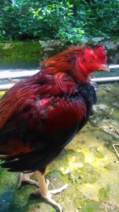 sangat ampuh untuk Snot pilek & sakit untuk ayam bangkok dll paithoon