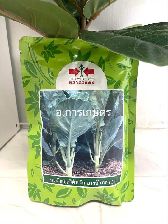 เมล็ดคะน้า บางบัวทอง 35 ยอดไต้หวัน ศรแดง ขนาด 500 กรัม