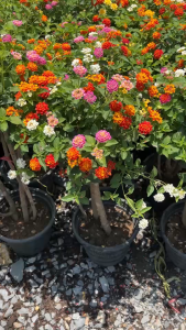 ผกากรองแฟนซี ผกากรองเสียบยอด มีหลายสีในต้น Lantana camara tick berry