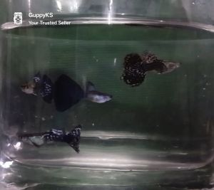 Random/ reject Male&Female Mix Guppy
