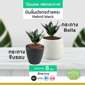 ต้นลิ้นมังกรดำแคระ ต้นไม้ฟอกอากาศ ต้นไม้มงคล ต้นไม้มินิมอล ต้นไม้ประดับ ตกแต่งบ้านและสวน