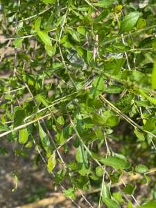 Daun Inai Segar Nail Art Stickers - Natural Green Leaves Design for Beauty and Nail Decoration