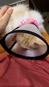 Vòng cổ chống liếm cho Chó Mèo loa chống liếm cho chó lớn - Hara Pet Store