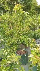 Bibit Alpukat Nikol Okulasi Unggul