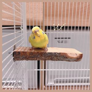 Apple Wood Parrot Stand Platform Bird Cage Tiger Lily Peafowl Special Grinding Claw Chew Toy Complete Set Pet Bird Supplies
