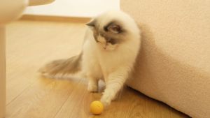 💯PG🥊 Cat Smart Rotation Ball Automatically USB Rechargeable Self Kucing Toy Mainan Fun Interactive Bola Toys Cats Tikus