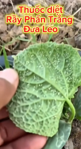 Diệt rầy phấn trắng trên rau cần Gói AT Army 30gam pha 20-25 lít nước