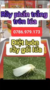 Bộ đôi diệt rầy phấn trắng trên lúa diệt luôn rầy non rầy gối lứa