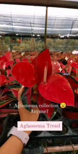 TKL - Aglaonema Cochin/Eastern Red/Super Red 东方红/红财神粗肋草 Cochin Aglaonema - Lazada