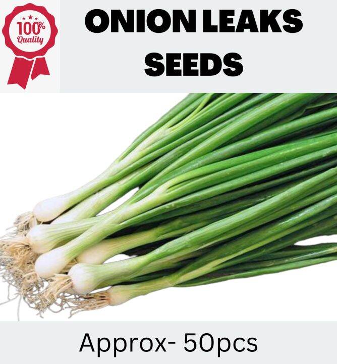 ONION LEAKS / BUNCHING ( 50 SEEDS ) - 1 pack | Lazada PH