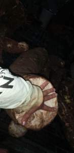 Củ bạc hà núi 10kg Đào sâu trong núi Cấm An Giang hàng tuyển