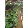 Tanaman hias monstera Deliciosa dewasa / Tanaman Monstera deliciosa. 