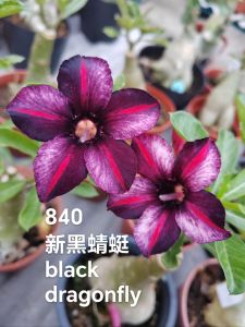 Adenium Kemboja Bonsai ID 840/富贵花