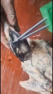 Máy Nhổ Lông Vịt Cầm Tay Máy Vặt Lông Vịt Gà Lông Măng