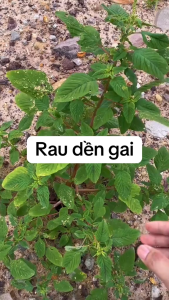 Hạt giống rau dền gai ( 100 Hạt ) dễ nảy mầm. ít đâu bệnh phát triển tốt