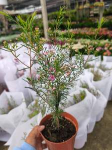 #ไม้นำเข้า #ดอกแวกซ์ #chamelaucium #waxflower #ขายปลีกและส่งต้นไม้ #รมิดาการ์เด้น