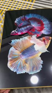 รวมรูปปลากัดสุดสวย ตกแต่งบ้าน