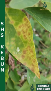 Tricho Care Trichoderma Racun Kulat 木霉菌 Fungicide Trichoderma Powder Racun Kulat Tanaman SHS Kebun