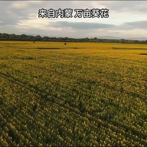 LAOJIEKOU | Low Salt Large Seed Sunflower Seeds 600g