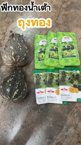 เมล็ดพันธุ์ฟักทอง บัตเตอร์นัท ถุงทอง F1(200เมล็ด)ตราศรแดง