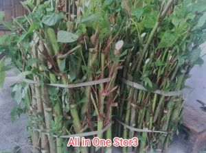 Paket Spesial (25 pcs) Telo Papua / Singkong Papua Berkualitas Tinggi dan Mudah di tanam