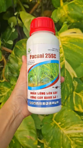 [TRUNG THIEN THINH] PACSAI 25SC (1 chai 500ml) – Ức Chế Sinh Trưởng Kích Thích Phân Hóa Mầm Hoa Chống Đổ Ngã