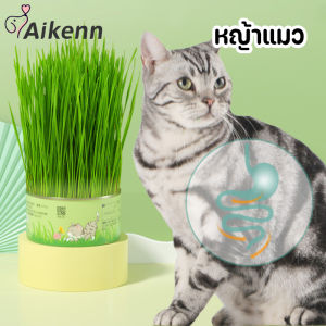 Aikenn หญ้าแมว ออร์แกนิค ข้าวสาลีแมว ต้นข้าวสาลีแมว หญ้าแมวพร้อมทาน ชุดปลูกต้นอ่อนข้าวสาลี ช่วยล้างกระเพาะแมว