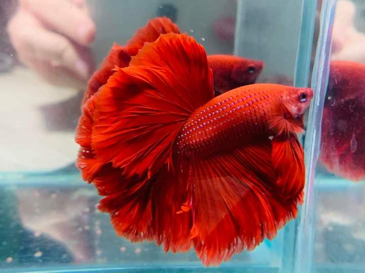 Lazada betta clearance fish