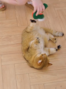 Catnip Plush Toy Pet Stuffed Toy Chewing Toy Self-Happy Cat Toys Cat Kitten Pillow Mainan Kucing