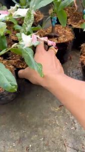 Hoa mai Cúc Bạch Mai 24 cánh_cây ghép