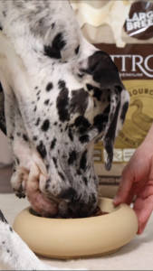 Quattro All Breed Dry Dog Food Freeze-Dried Meat Coated Kibble - Junior/Adult/Senior 1.5kg (5 Types)