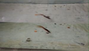 Lure Memancing Laut: Pemilihan dan Penggunaan MUXI Fishing Lure