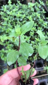 ยูเอสเอมิ้นท์ (USA Mint) กลิ่นหอมเย็น กิ่งปักชำมีรากพร้อมปลูก