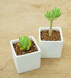 New Square Ceramic Pot Miniature Succulent Plant Simple Creative Desktop Micro Landscape Personalized Small Flower Pot