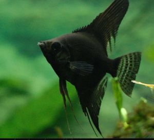 Full Black Angelfish /Ornamental fish/Freshwater/Readystock