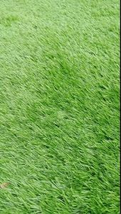 Karpet Rumput Sintetis Berkualitas Tinggi Lebar Halaman 1*3M