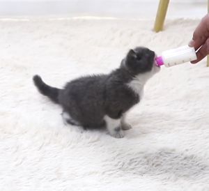 MEOW 150ml Puppy Baby Dog Cat Kitten Feeding Bottle Nursing Feeding Bottle Feeder Milk Bottle Set Botol Susu Anak Kucing