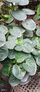 pohon mangkokan (Dongkelan)