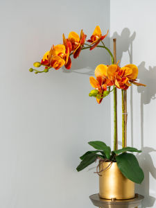 Light Luxury Feel Butterfly Orchid Emulational Flower Decoration Fake Flower and Decorative Flower Living Room Furnishings Coffee Table Floral Table Flower Decoration Flower