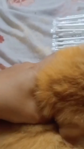 PETLOVER Pencuci Telinga Kucing Cat Ear Cleaning Drop 120ml