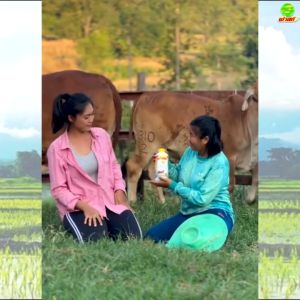 บำรุงโครงสร้างของสัตว์ เสริมสร้างภูมิคุ้มกันให้สัตว์ สัตว์แข็งแรง เพิ่มอัตราการแลกเนื้อ ไคโตซานฟาสท์ฝาเหลือง1ขวด ไคโตซานสัตว์ วิตามินสำหรับสัตว์