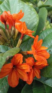 คอร์เดีย กระถาง 11 นิ้ว ต้นใหญ่สวย และแข็งแรง (กทม)