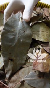 Daun Sirsak Kering Asli Hutan: Manfaat & Cara Penggunaan