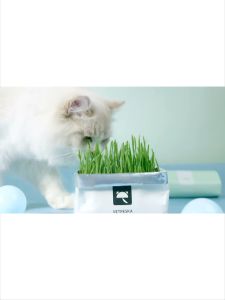 ชุดปลูกข้าวสาลีมล็ดเกรดนำเข้า ต้นอ่อนข้าวสาลีปลูกเอง แบบถุงปลูกง่ายแค่เติมน้ำ ต้นอ่ออกการกาย ชุดปลูกข้าวสาลี