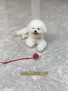 Pet Mainan Bola Listrik Bergulir Cerdas LED Kucing Anjing / Pet Mainan Bola Tali Kucing Anjing / Pet Mainan Interaktif Untuk Kucing / Pet Automatic Rolling Ball Rechargeable - BALLPET-TOY SHOPTILLDROPSS88