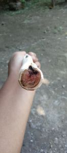 tongkat bertuah kayu tayuman panjang 110cm full galih